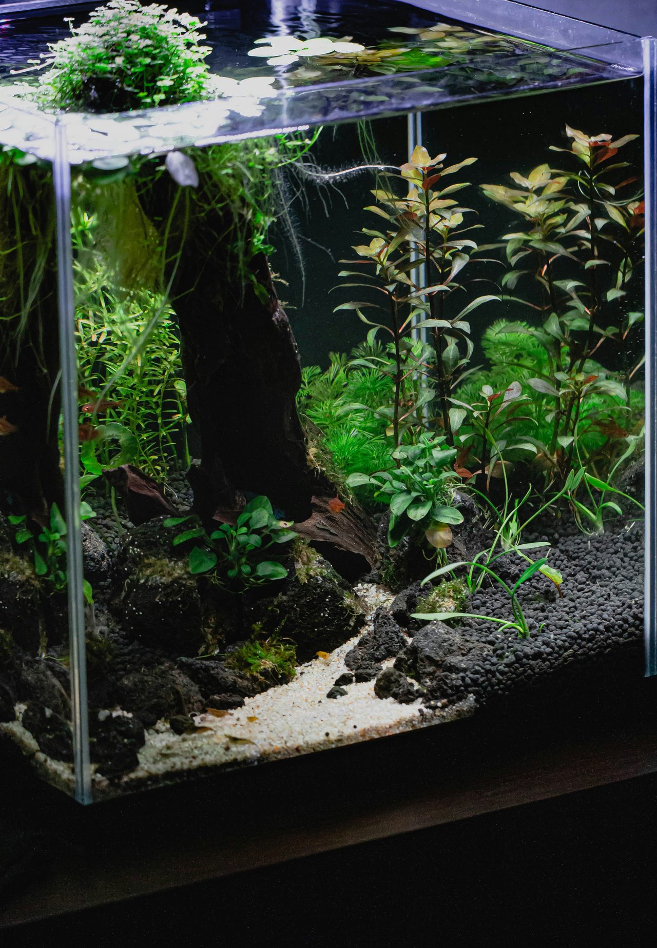 Professional aquarium maintenance service performed by Hydro Habitats