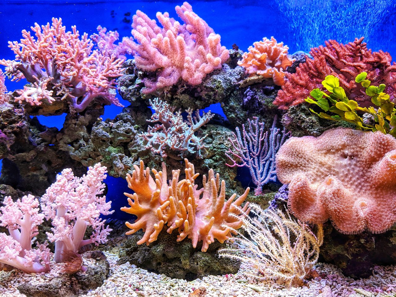 Custom commercial aquarium installation for offices and businesses in New Jersey