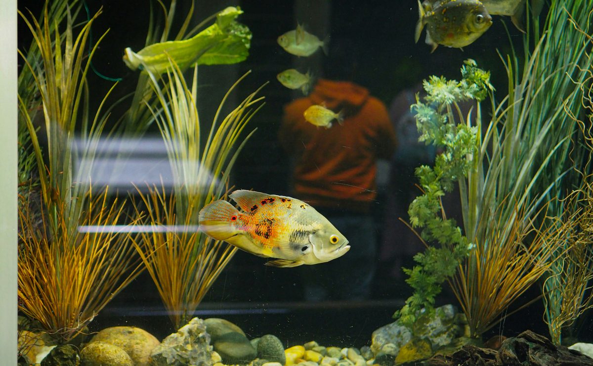 Commercial aquarium maintenance service by Hydro Habitats