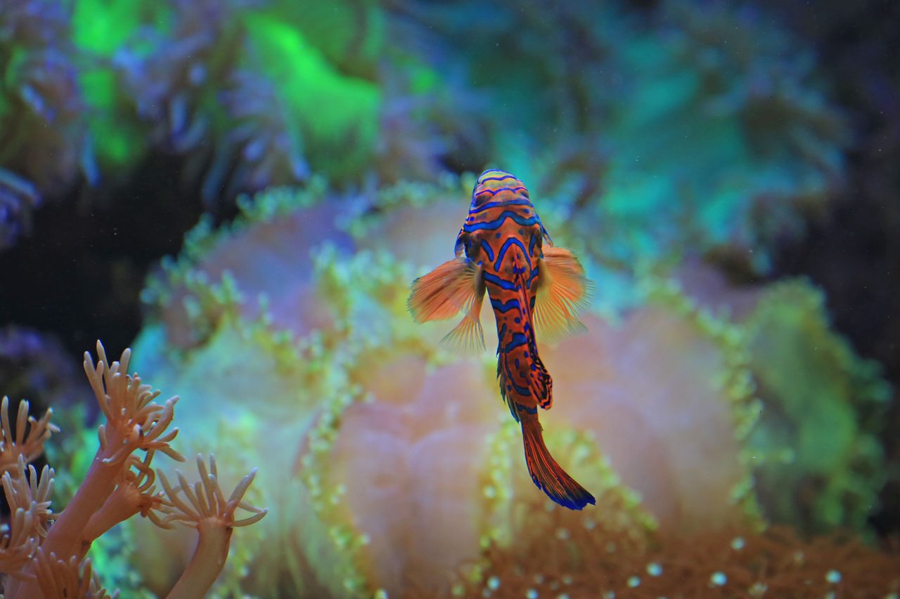 Custom luxury aquarium installation designed by Hydro Habitats in New Jersey