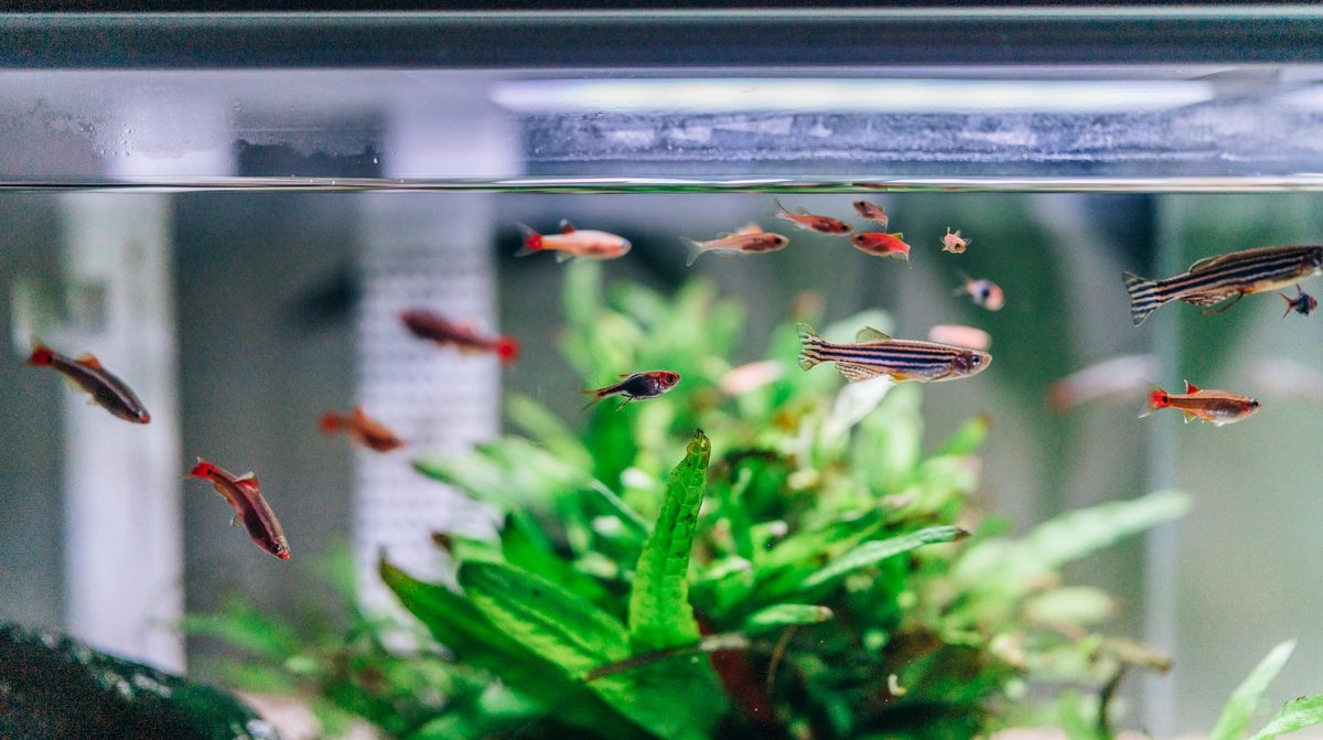 Freshwater planted aquarium design and installation