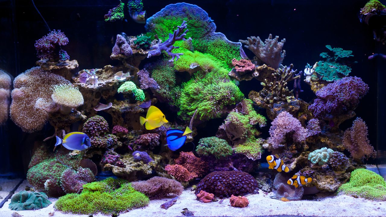 Consultation meeting for a custom aquarium project