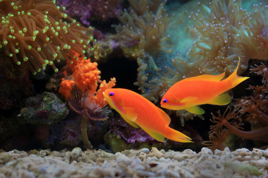 Commercial aquarium installation and maintenance service
