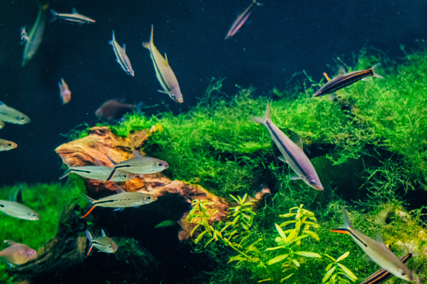 Residential aquarium maintenance and professional aquatic care