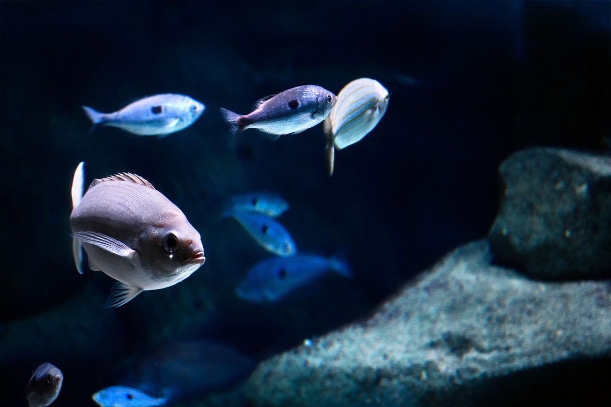 Custom saltwater reef aquarium design and installation